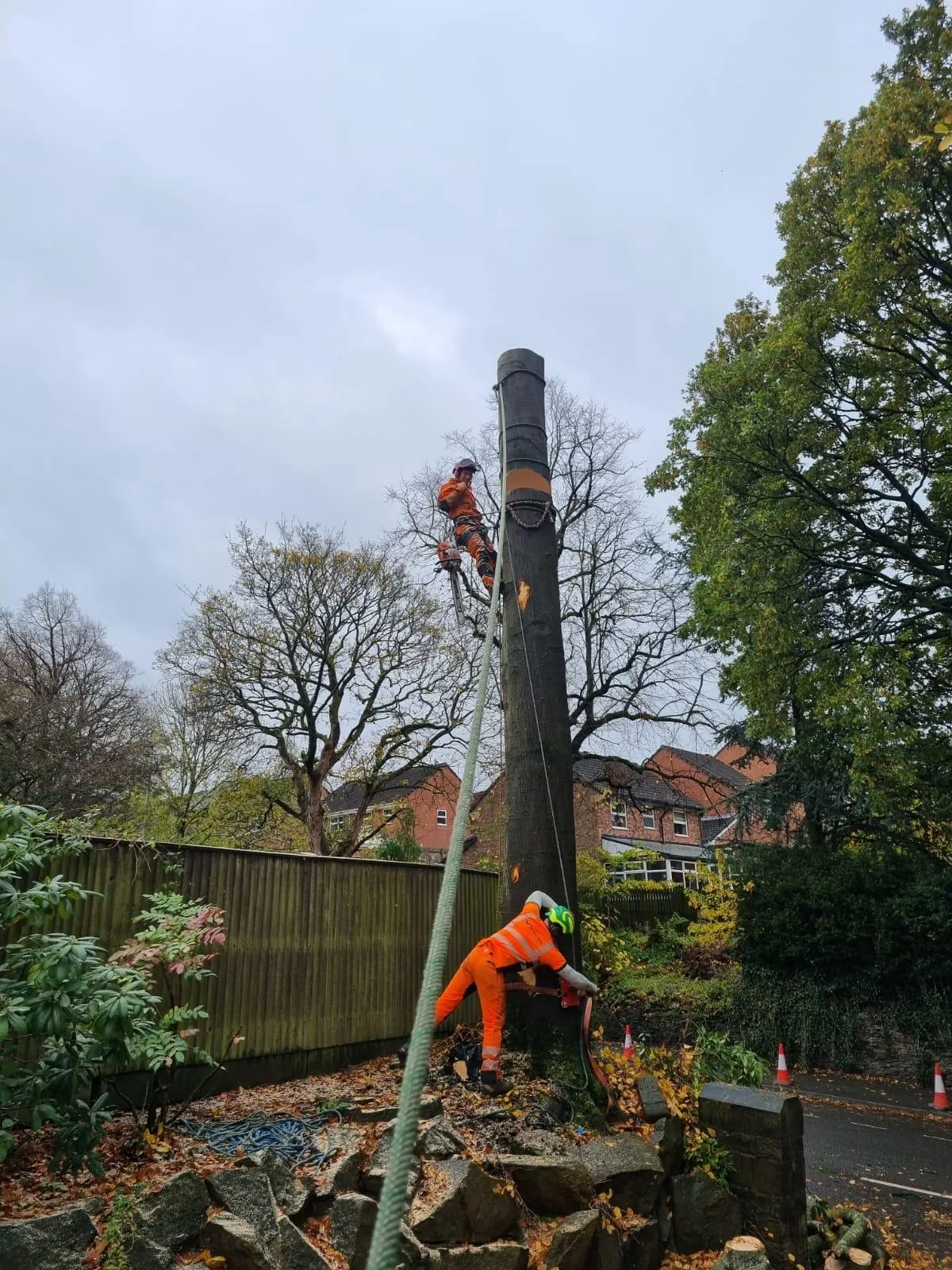 Tree Removal