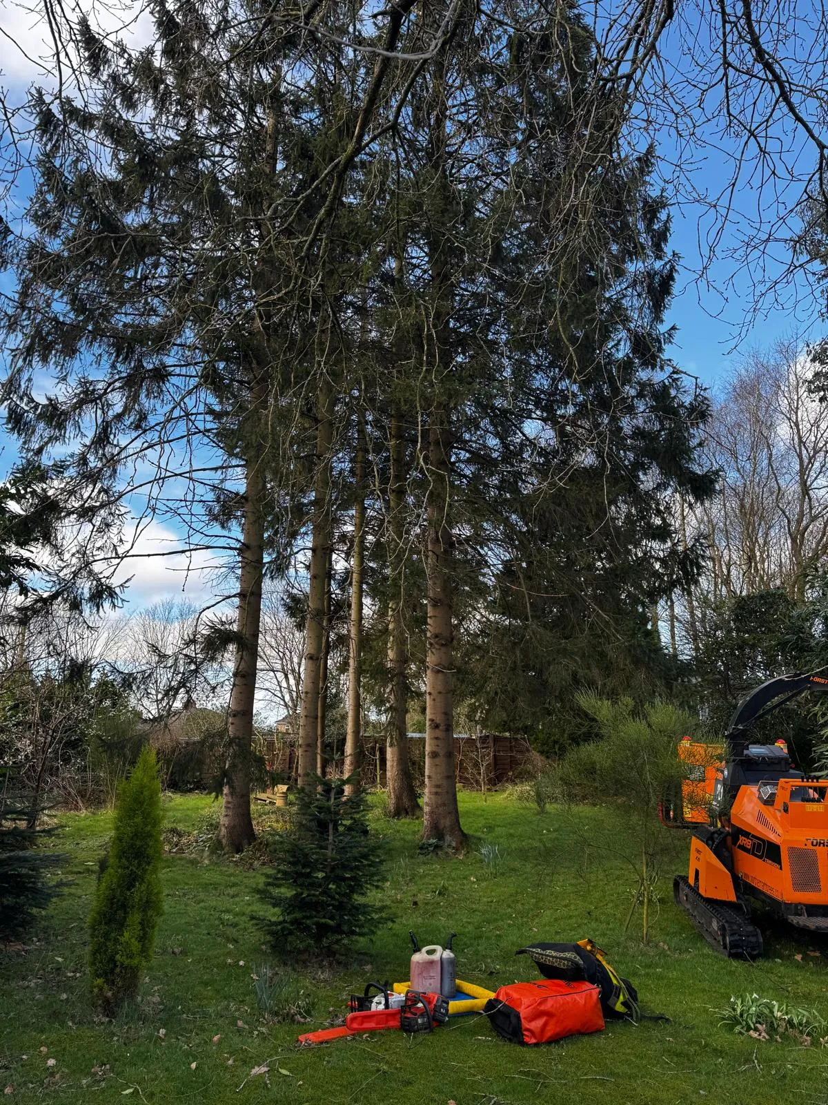 Fire Damaged Trees