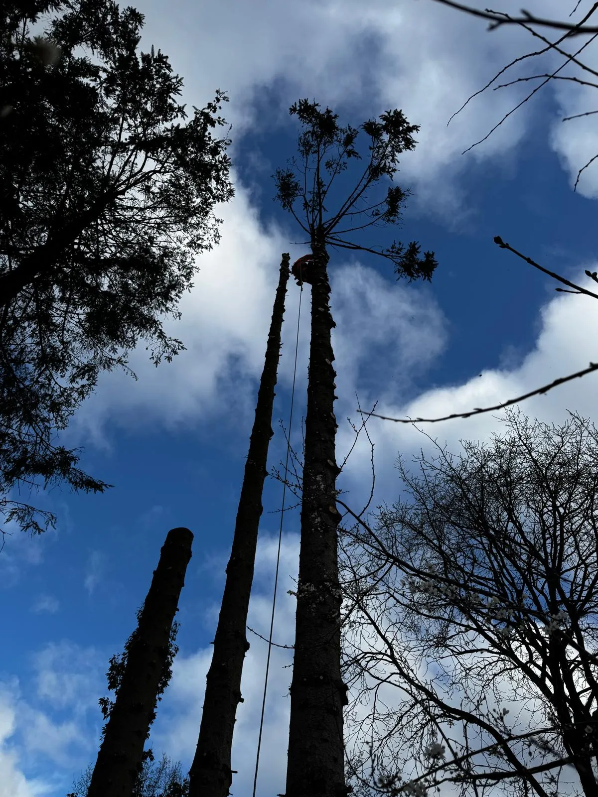 Climbing arborist using rope access to dismantle a fire-damaged conifer