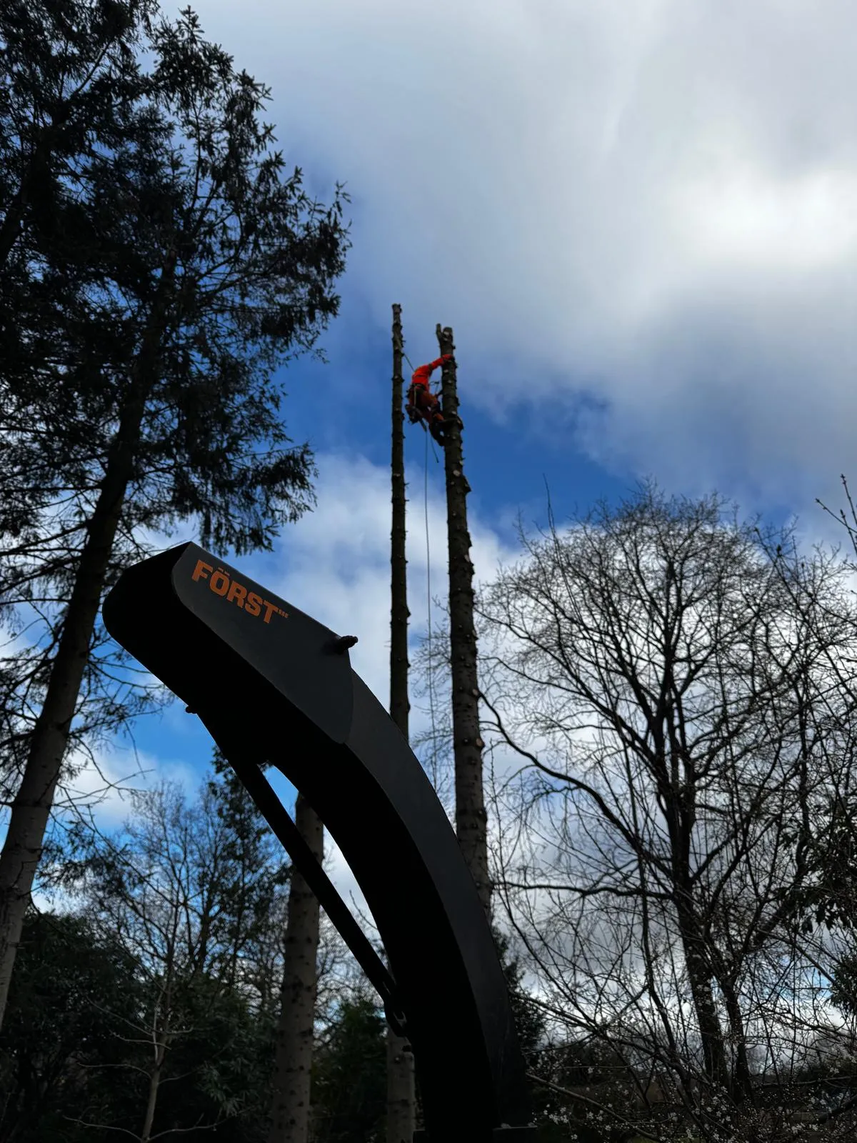 Sectional dismantling of fire-damaged trees close to a neighbouring property