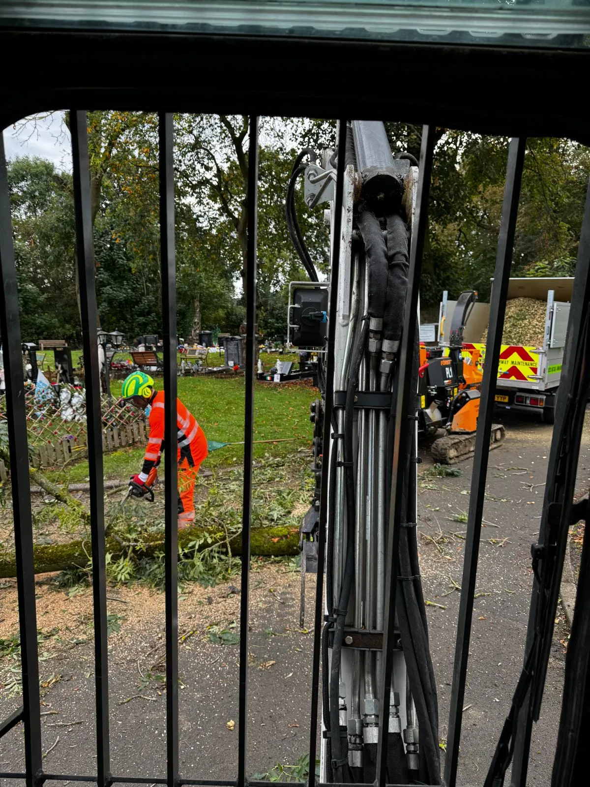 Climbing arborist working carefully among memorials at Gorton Cemetery