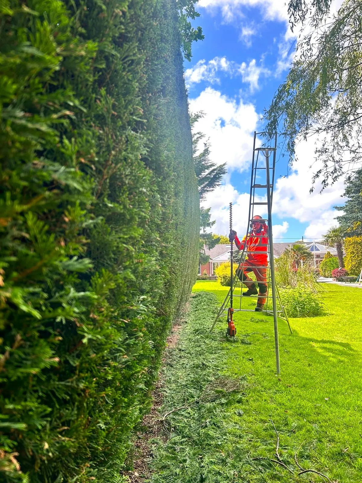 NorthernArb arborist trimming a tall hedge from a tripod ladder