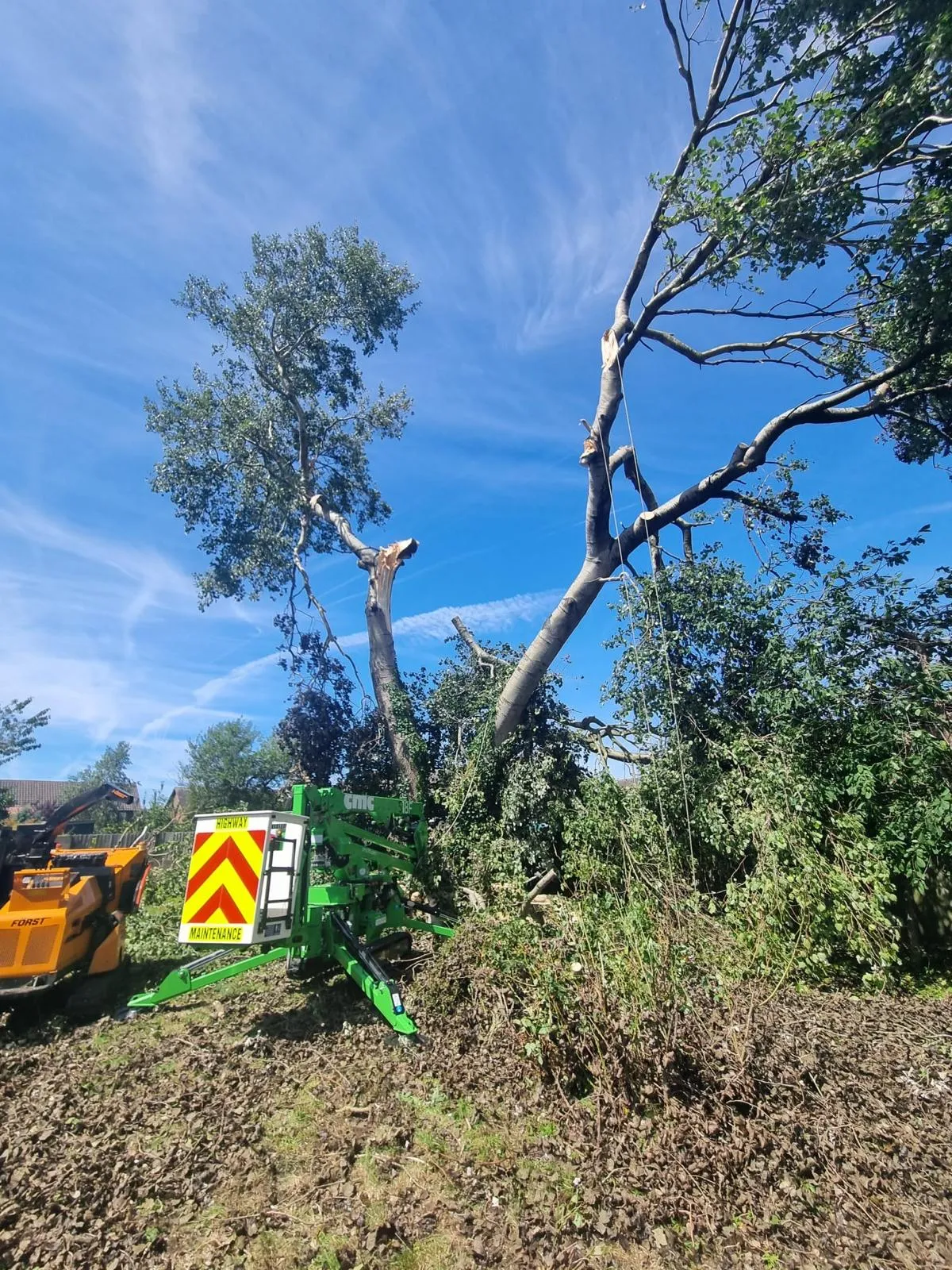 Mature Poplar Monolith Removal