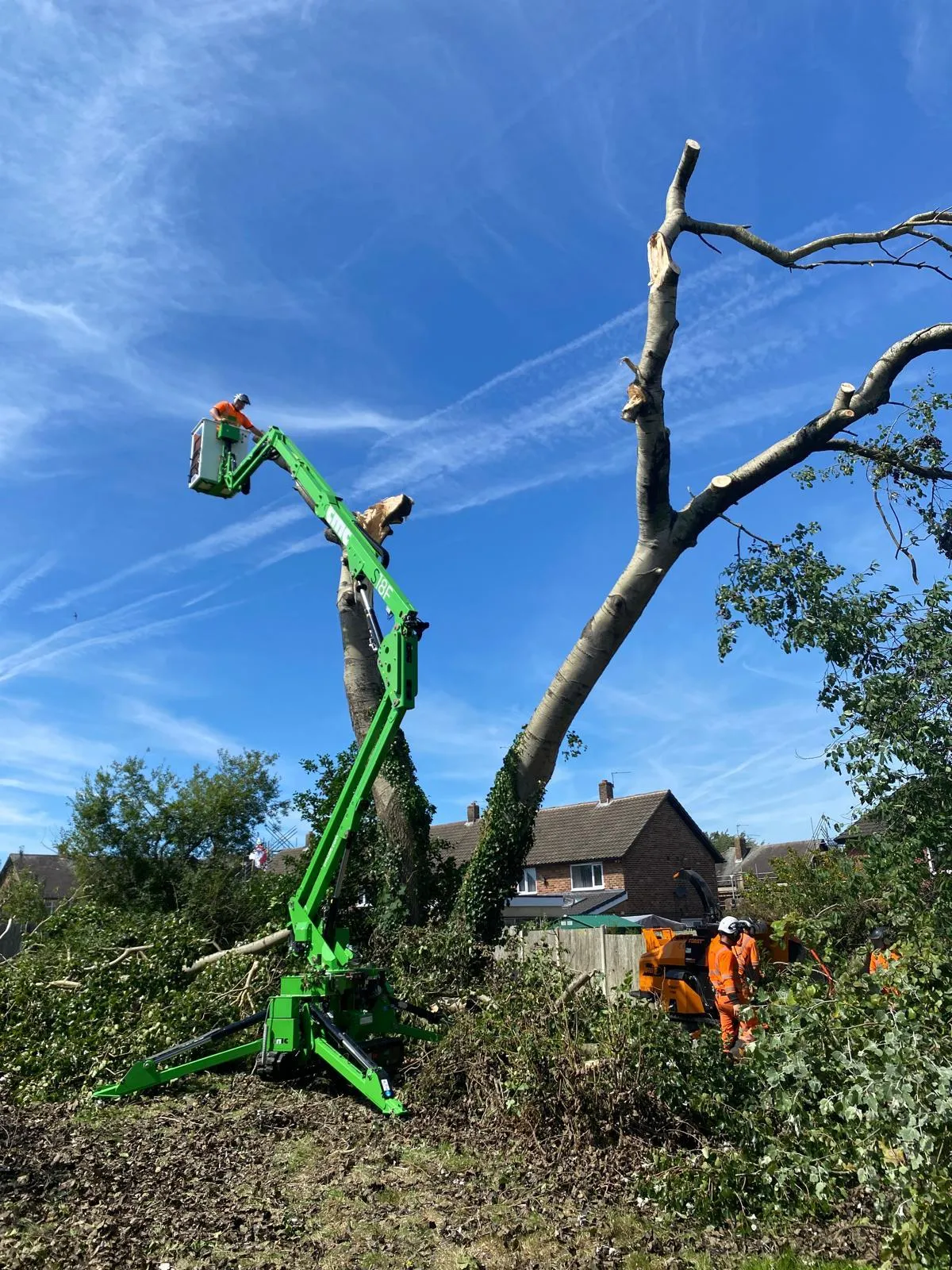 Climbing arborist sectionally removing a hanging poplar limb