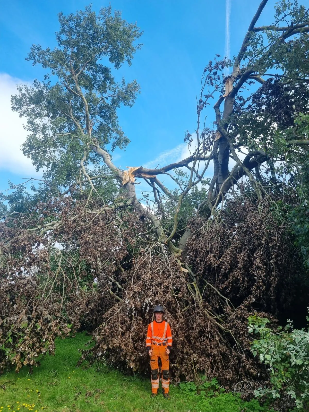 Garden made safe and tidy after the poplar removal
