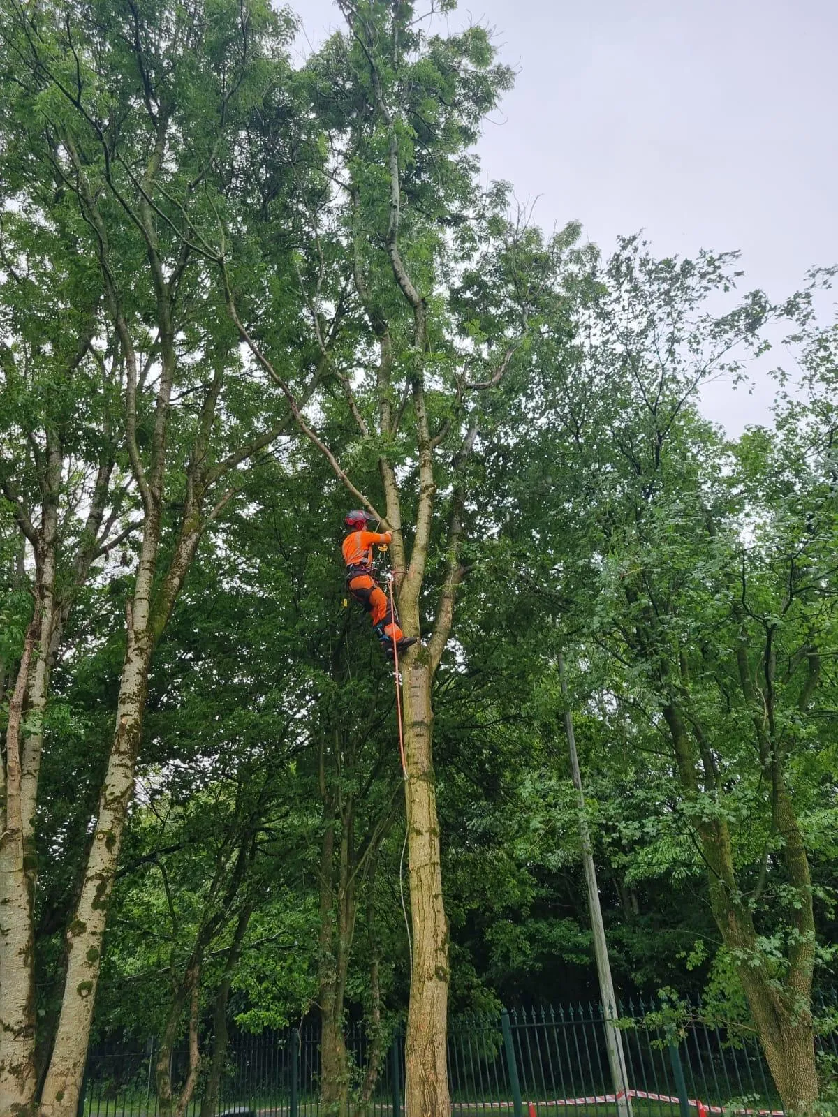 Climbing arborist using rope access to dismantle a hazardous tree