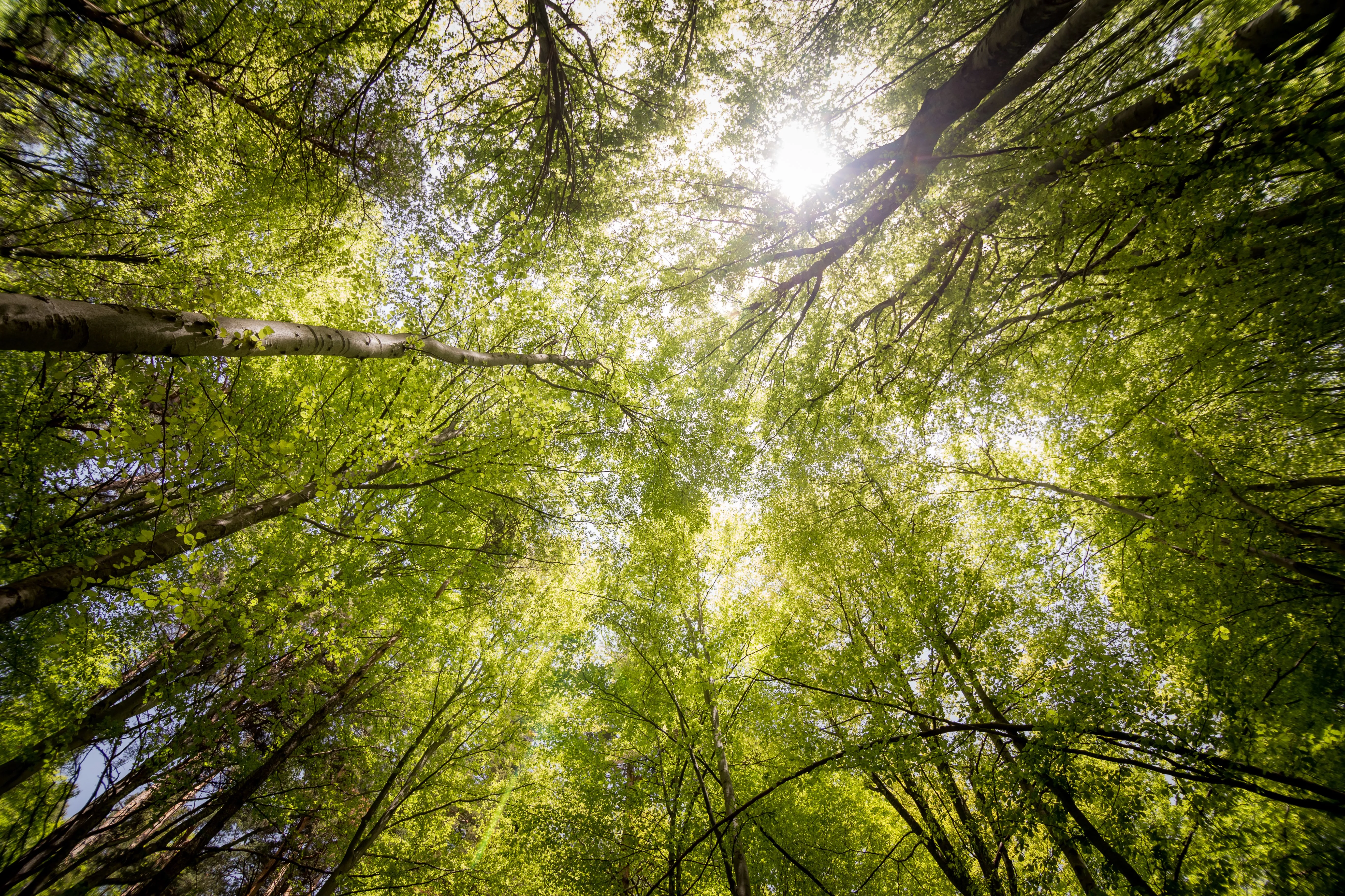 Sunlight filtering through a green forest canopy