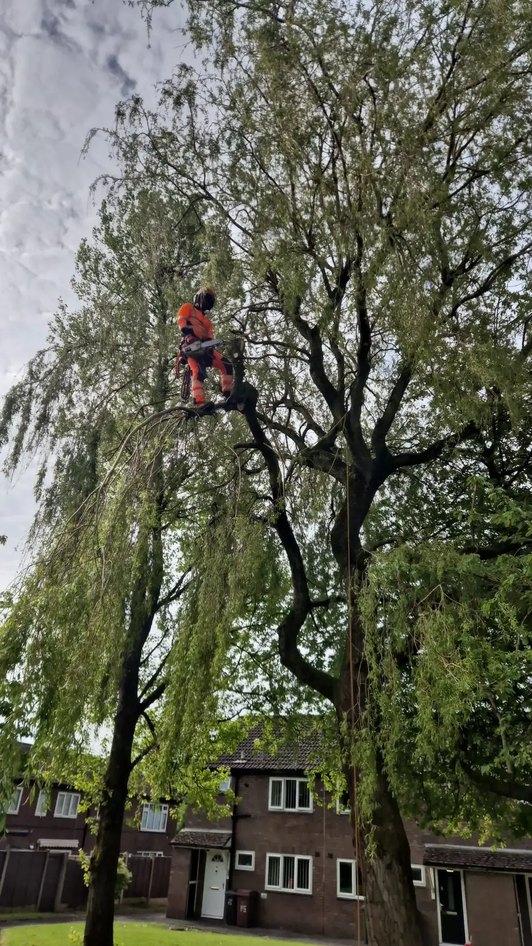 NorthernArb climbing arborist pruning a mature willow tree